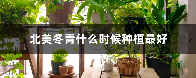 北美冬青什么时候种植最好