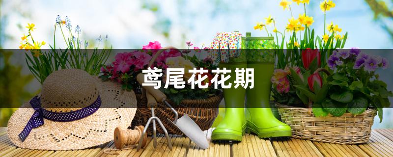 鸢尾花花期