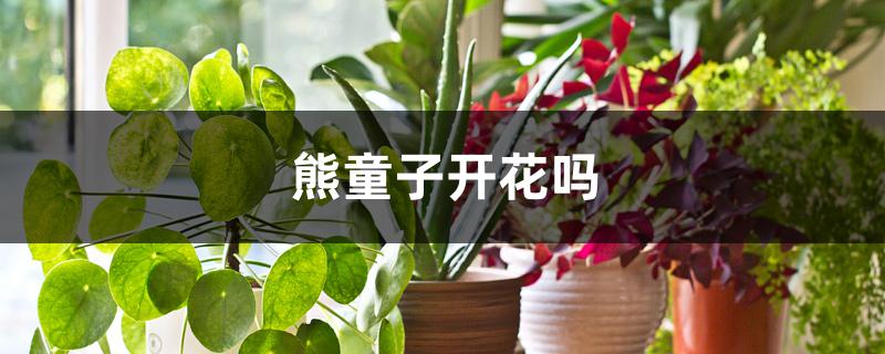 熊童子开花吗