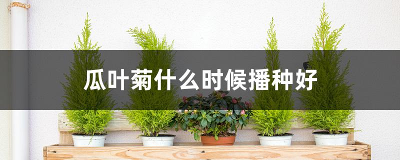 瓜叶菊什么时候播种好