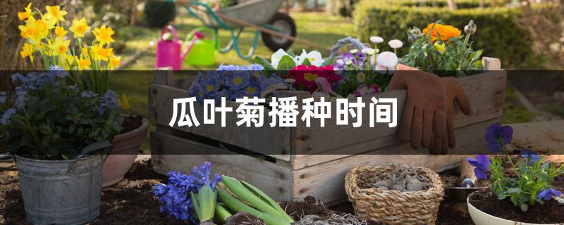 瓜叶菊播种时间