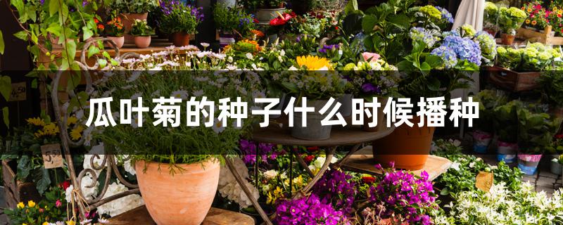 瓜叶菊的种子什么时候播种