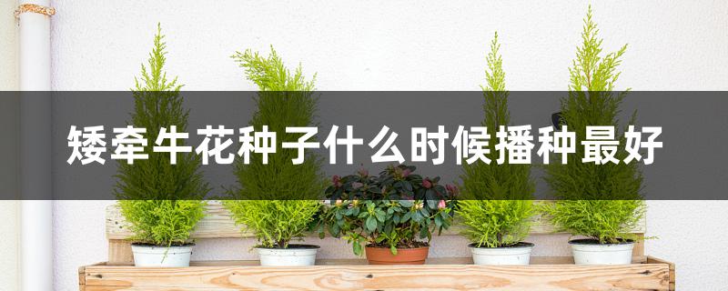 矮牵牛花种子什么时候播种最好