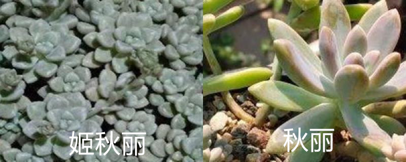 姬秋丽和秋丽的区别 姬秋丽和秋丽的区别