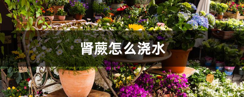 肾蕨怎么浇水