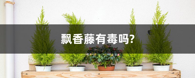 飘香藤有毒吗?