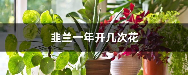 韭兰一年开几次花 韭兰一年开几次花