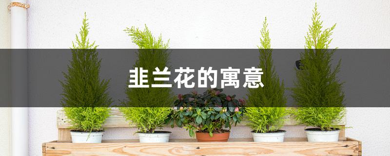 韭兰花的寓意