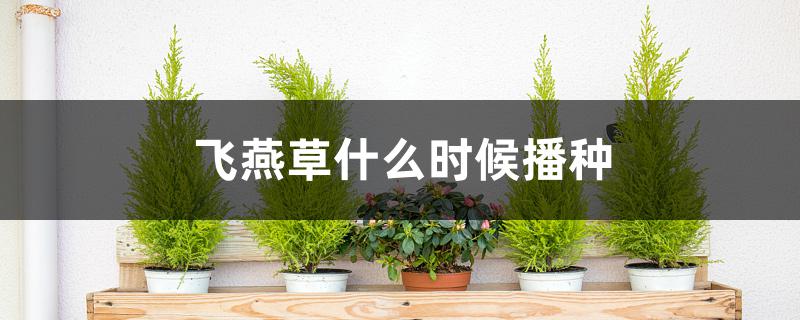 飞燕草什么时候播种