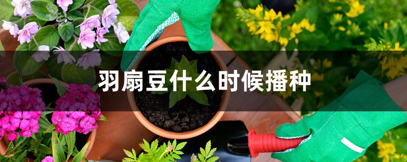羽扇豆什么时候播种 羽扇豆什么时候播种