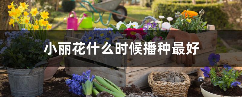 小丽花什么时候播种最好