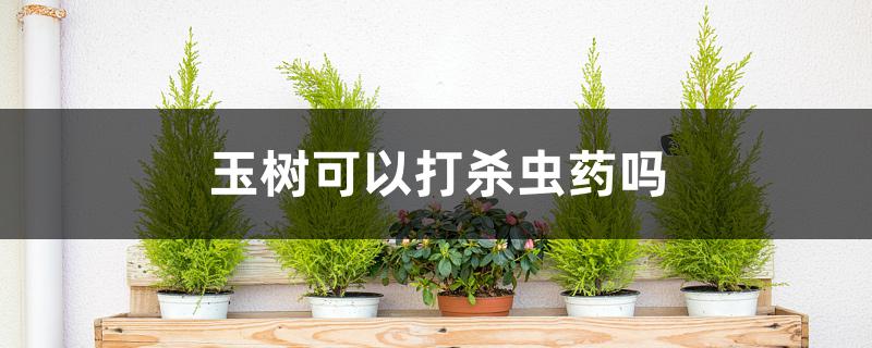 玉树可以打杀虫药吗 玉树可以打杀虫药吗