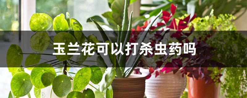 玉兰花可以打杀虫药吗