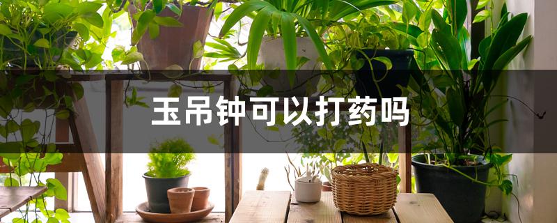 玉吊钟可以打药吗