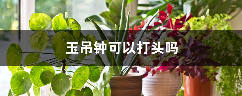 玉吊钟可以打头吗