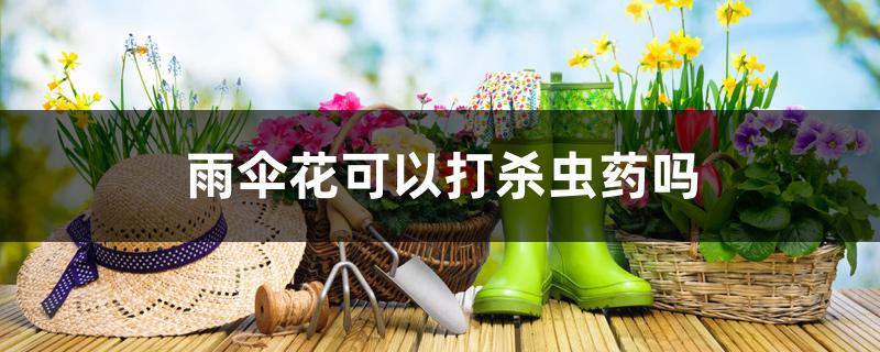 雨伞花可以打杀虫药吗