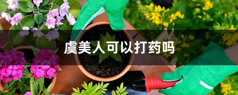 虞美人可以打药吗