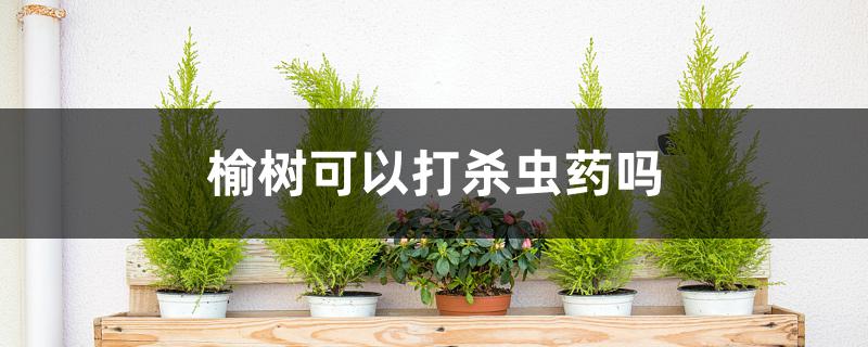 榆树可以打杀虫药吗