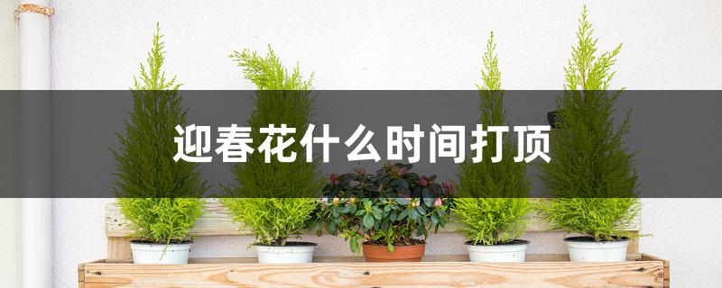迎春花什么时间打顶 迎春花什么时间打顶