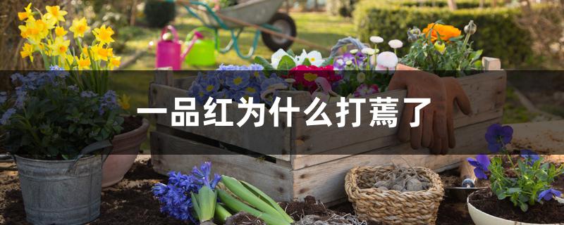 一品红为什么打蔫了 一品红为什么打蔫了