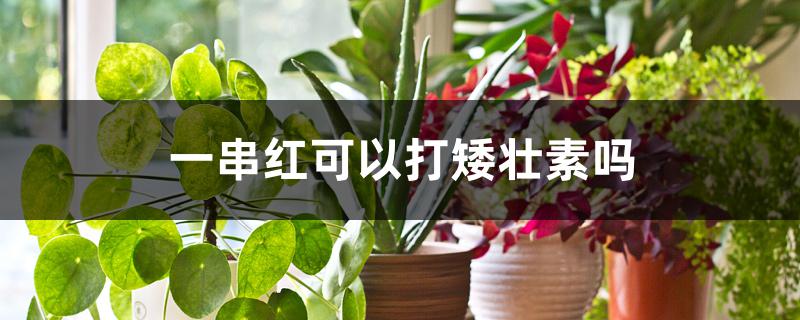 一串红可以打矮壮素吗