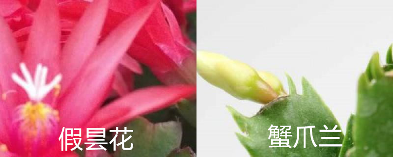 假昙花和蟹爪兰有什么区别