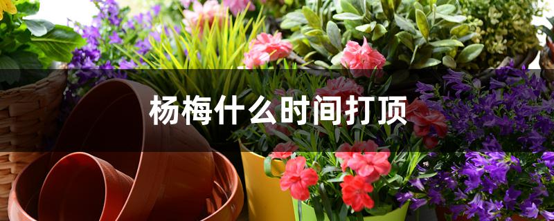 杨梅什么时间打顶 杨梅什么时间打顶