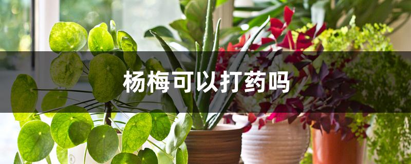 杨梅可以打药吗