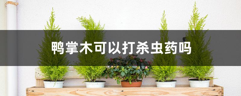 鸭掌木可以打杀虫药吗