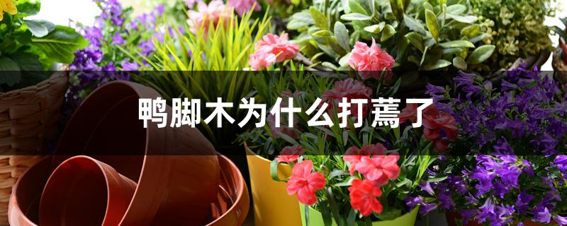 鸭脚木为什么打蔫了