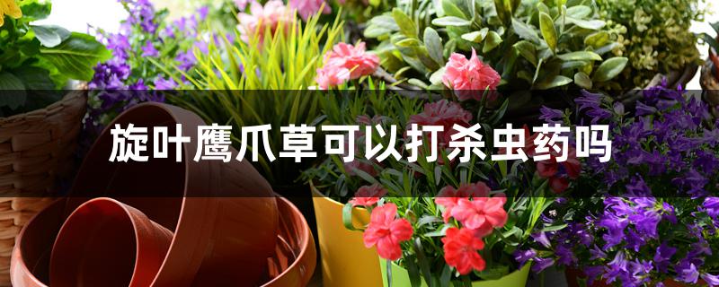 旋叶鹰爪草可以打杀虫药吗 旋叶鹰爪草可以打杀虫药吗