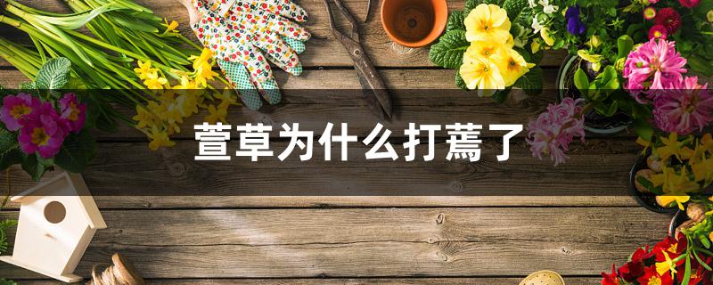 萱草为什么打蔫了