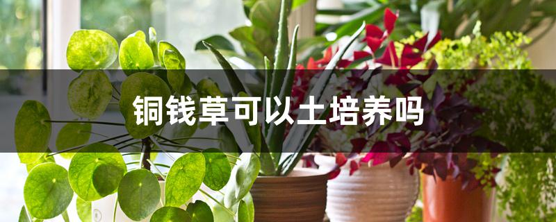 铜钱草可以土培养吗