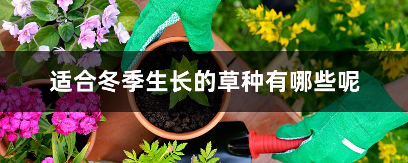 适合冬季生长的草种有哪些呢 适合冬季生长的草种有哪些呢