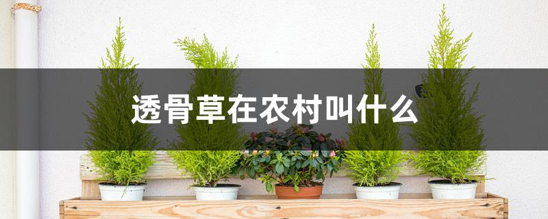 透骨草在农村叫什么