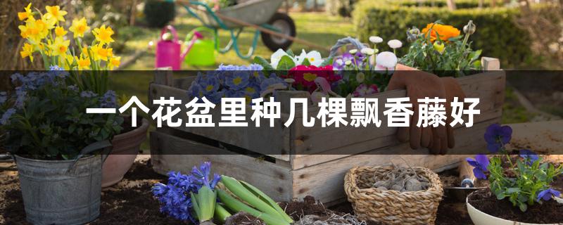 一个花盆里种几棵飘香藤好