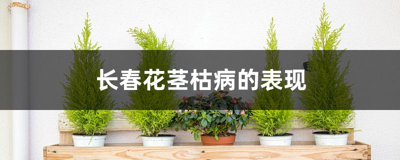 长春花茎枯病的表现