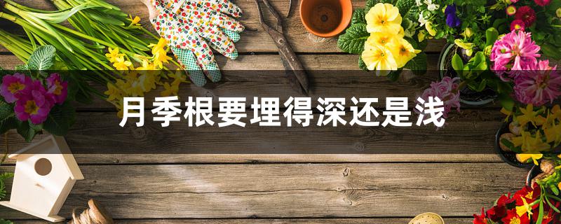 月季根要埋得深还是浅 月季根要埋得深还是浅