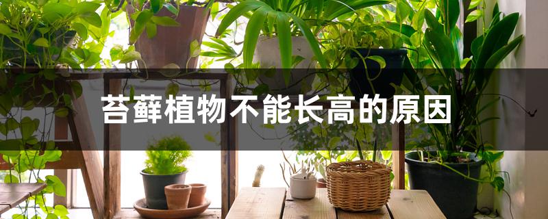 苔藓植物不能长高的原因 苔藓植物不能长高的原因