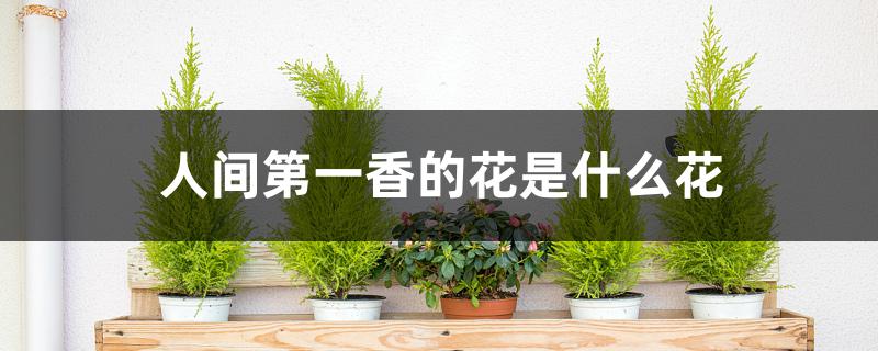 人间第一香的花是什么花 人间第一香的花是什么花