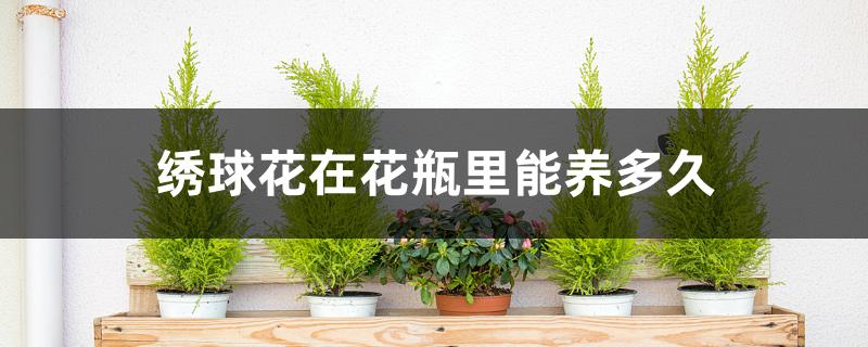 绣球花在花瓶里能养多久