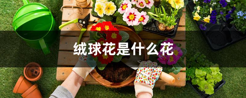 绒球花是什么花