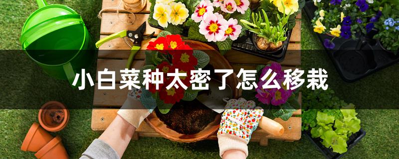 小白菜种太密了怎么移栽 小白菜种太密了怎么移栽