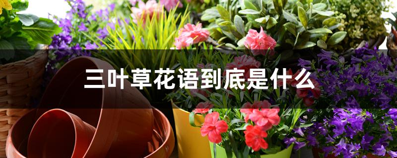 三叶草花语到底是什么