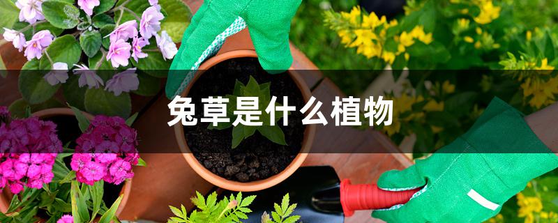 兔草是什么植物