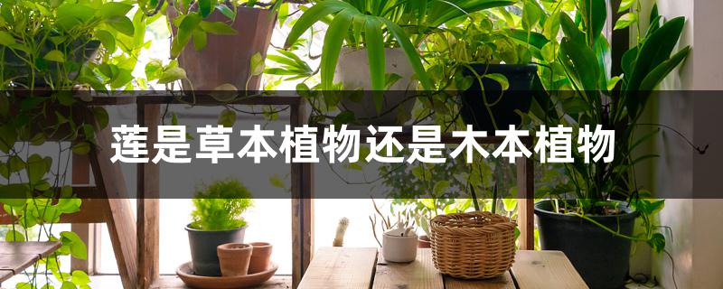 莲是草本植物还是木本植物