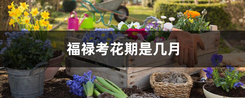 福禄考花期是几月