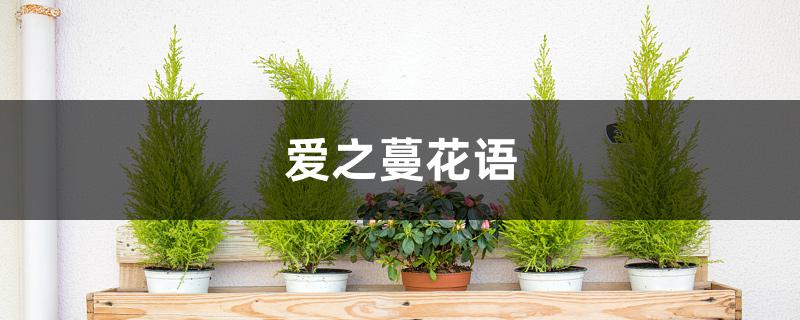 爱之蔓花语