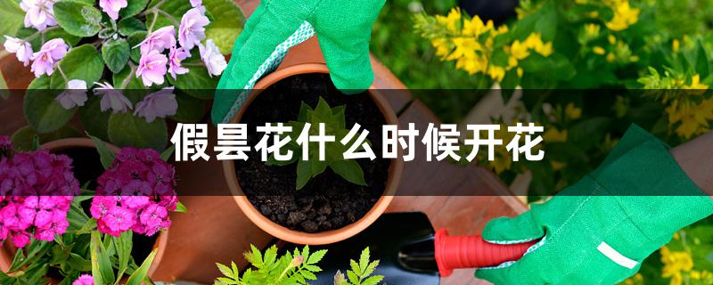 假昙花什么时候开花 假昙花什么时候开花