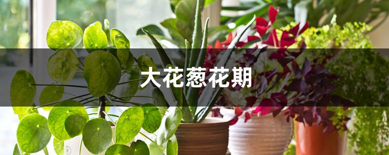 大花葱花期